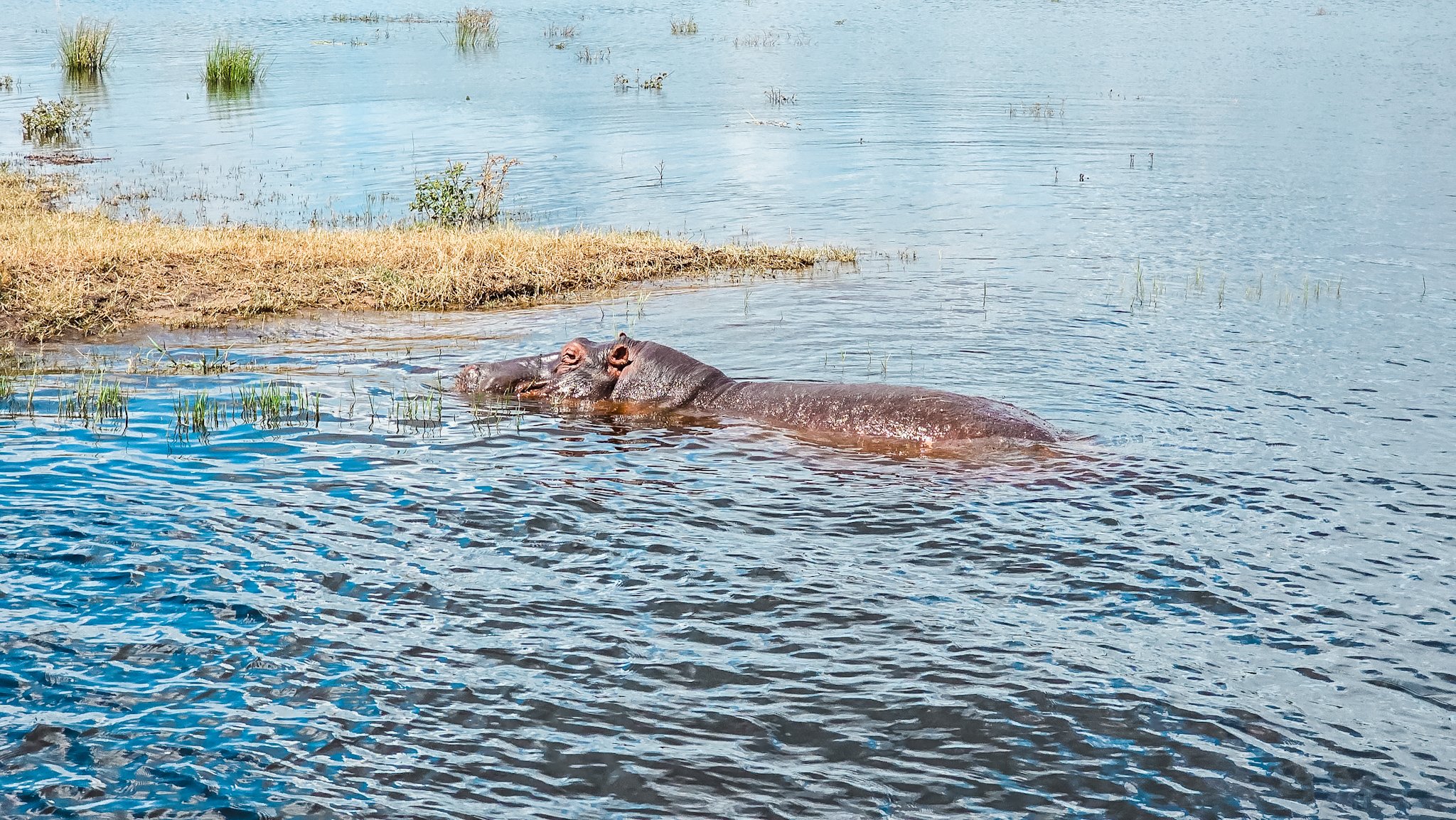 hippo in the Chobe River