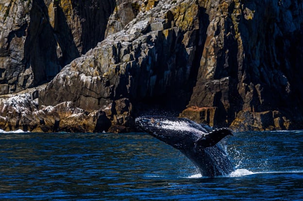 whale jumping out of the ocean