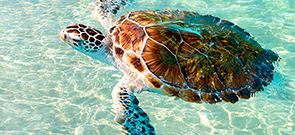 Sea turtle