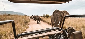 elephants while on a safari