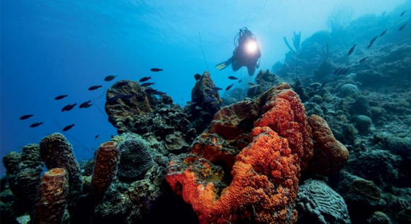 diver underwater at a reef