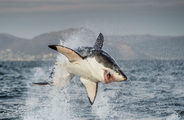 A great white in the midst of an Air Jaws maneuver