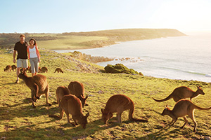 Australia Wildlife