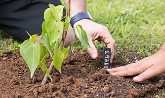 hands planting a plant