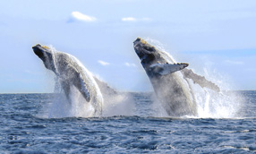 two whales coming out of the ocean